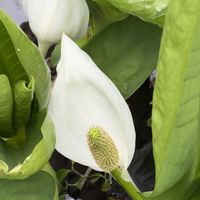 ミズバショウ,ミズバショウ,ミズバショウ,ミズバショウ,ミズバショウの画像