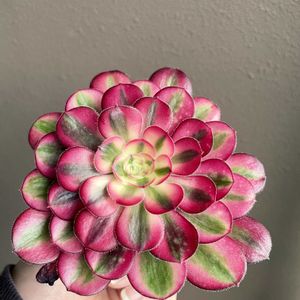 シャネル,アエオニウム シャネル,多肉植物,アエオニウム属,新芽の画像