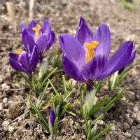 クロッカス,春の訪れ,花好き,庭の画像