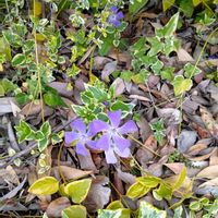 ツルニチニチソウの画像