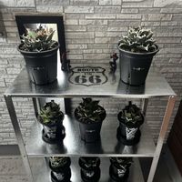 アガベ,IKEA,観葉植物,屋外管理,鋸歯の画像