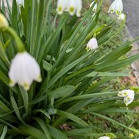 植木鉢,花いろいろ,バラと夢CLUB,おうち園芸,2階のバルコニーの画像