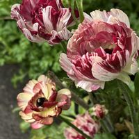 スターチス,サニーレタス,ラナンキュラスラックスアイオリア,ラナンキュラス　イカロスローズピンクの画像