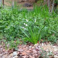 スズランの画像