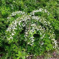 ユキヤナギの画像