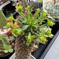 ソテツキリン,ソテツキリン,ソテツキリン,ペトペンチア ナタレンシス,ペトペンチア ナタレンシスの画像