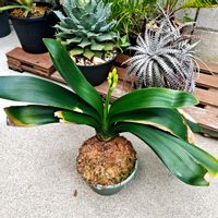 クンシラン,君子蘭,水苔,玄関アプローチの画像