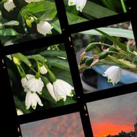 カランコエ,スノーフレーク,スミレ,ナデシコ,ベランダガーデンの画像