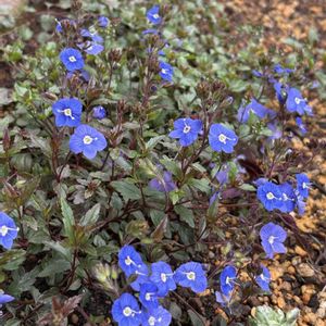 コデマリ,ストック,スミレ,薔薇,ベロニカ・オックスフォードブルーの画像