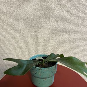 ビカクシダ ネザーランド,成長記録,購入記録,植物のある暮らし, コウモリラン の画像