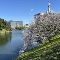 ツクシ,ツクシ,ソメイヨシノ,ソメイヨシノ,さくら サクラ 桜の画像