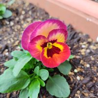 乙女心,ビオラ,ガーデニング,ピンクの花,種からの画像