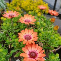 イベリス,オステオスペルマム セレニティ,かわいい,屋上ガーデン,花のある暮らしの画像