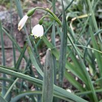 今日のお花,GSアダルトチーム,おうち園芸,チーム岐阜,畑の画像