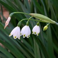 スノーフレーク,スノーフレーク,ユキヤナギの画像