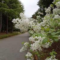 アオダモの画像