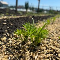 ニンジン,人参,多肉ラボ©,家庭菜園の画像