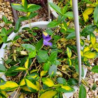 ビンカ,ビンカイルミネーション,庭の画像