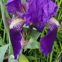 ジャーマンアイリス,ジャーマンアイリスの画像