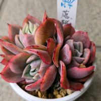 エケベリア,落桜,多肉植物,エケベリア属,多肉多肉多肉の画像