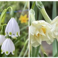 ツクシ,スノーフレーク,レウィシア,ディスタント・ドラムス,八重咲き日本水仙の画像