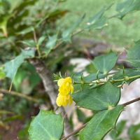 ヒイラギナンテンの画像