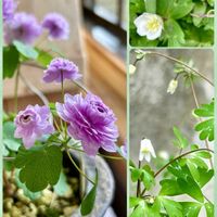 ニリンソウ,ヒメウズ,八重咲きバイカカラマツ,みんなが幸せに〜〜♡,出会いに感謝♡の画像