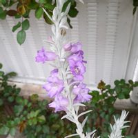 ギボウシ,ドウダンツツジ,レースラベンダー,エレモフィラ・ニベア,チュウリップの画像