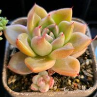 エケベリア,ゴールドクオーツ,多肉植物,エケベリア属,多肉多肉多肉の画像