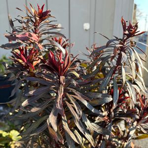 チューリップ,ヒヤシンス,ムスカリ,ユーフォルビア ブラックバード,ユーフォルビア ブラックバードの画像