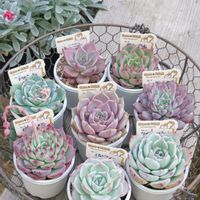 パルスノー,ピーチコロン,クインコロネット,エケベリア シェリーラズル,エケベリア アニードットの画像