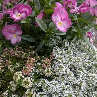 アリッサム,キンギョソウ,ビオラ,玄関アプローチ,庭の画像