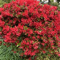 アジュガ,コデマリ,ナルコユリ,サツキの画像