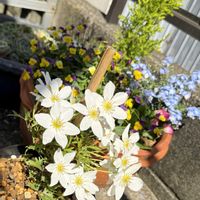 クレマチス,ガーデニングの画像