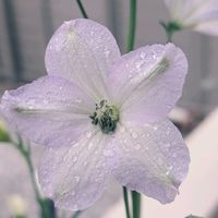 ブルークローバー,フレンチラベンダー,デルフィニウム,寄せ植えの画像