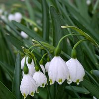 スノーフレーク,ビバーナム,フジ,ボタン,コバイモ、の画像