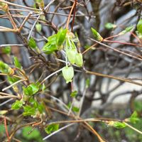 ドウダンツツジの画像