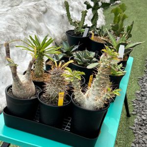 多肉植物,観葉植物,ユーフォルビア,珍奇植物,ビザールプランツの画像