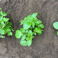 ジャガイモの画像