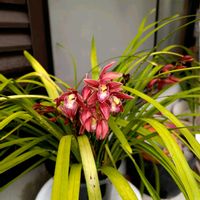 祈る震災復興,ラン科,花のある暮らし,緑のある暮らし,岐阜県の画像