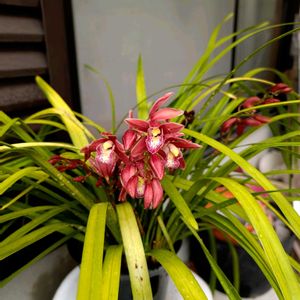 祈る震災復興,ラン科,花のある暮らし,緑のある暮らし,岐阜県の画像