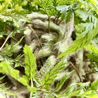 トキワシノブ,トキワシノブ,神奈川タニラー,多肉女子,キクシノブ属の画像