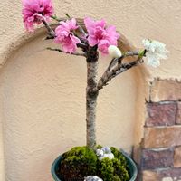 モモ,南京桃,盆栽,bonsai,花もの盆栽の画像