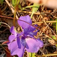 ツルニチニチソウ,ツル二チ二チソウ,宮城県,我ら宮城県民,庭の画像