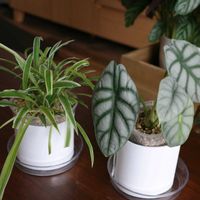 オリヅルラン,オリヅルラン,アロカシア,外斑オリヅルラン,アロカシア　シルバードラゴンの画像