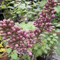 ライラック,鉢植え,楽しみ〜,花のある暮らし,沢山の蕾の画像