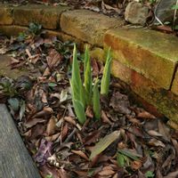 ギボウシ,ギボウシ（ホスタ）,ホスタ 寒河江,シェードガーデン,ホスタの画像