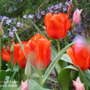 ハーブ,ガーデニング,無農薬,グラス女子(*ˊᵕˋ*)੭ ੈ,小さな庭の画像
