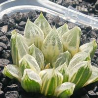 ラブハート錦 糊斑,ハオルチア属,多肉ちゃん,ボタニカルライフ,ベランダーの画像