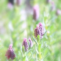 ラベンダー,フレンチラベンダー,フレンチラベンダー,うさぎの耳,いい香りの画像